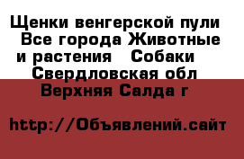 Щенки венгерской пули - Все города Животные и растения » Собаки   . Свердловская обл.,Верхняя Салда г.